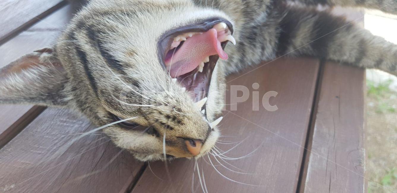 고양이,하품,들고양이,나른함,teeth,mouth