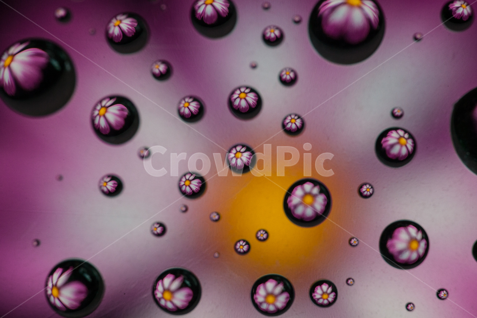 꽃,물방울,flower,반영,투영,반사,감성,무늬,pattern,식물,자연,plants,nature,꽃,flower