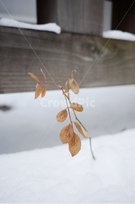 겨울,winter,눈,첫눈,snow,낙엽,나뭇잎,나무,얼음,ice,frozen,겨울,계절,winter,season