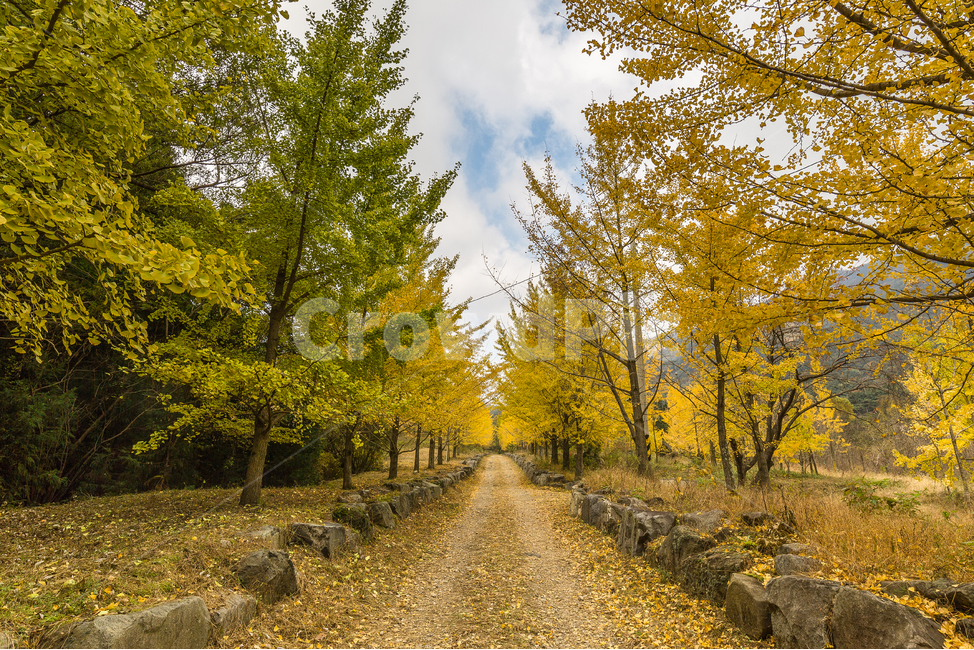 ginkgo tree forest,ginkgo leaves,Ginkgo,ginkgo tree road,walk