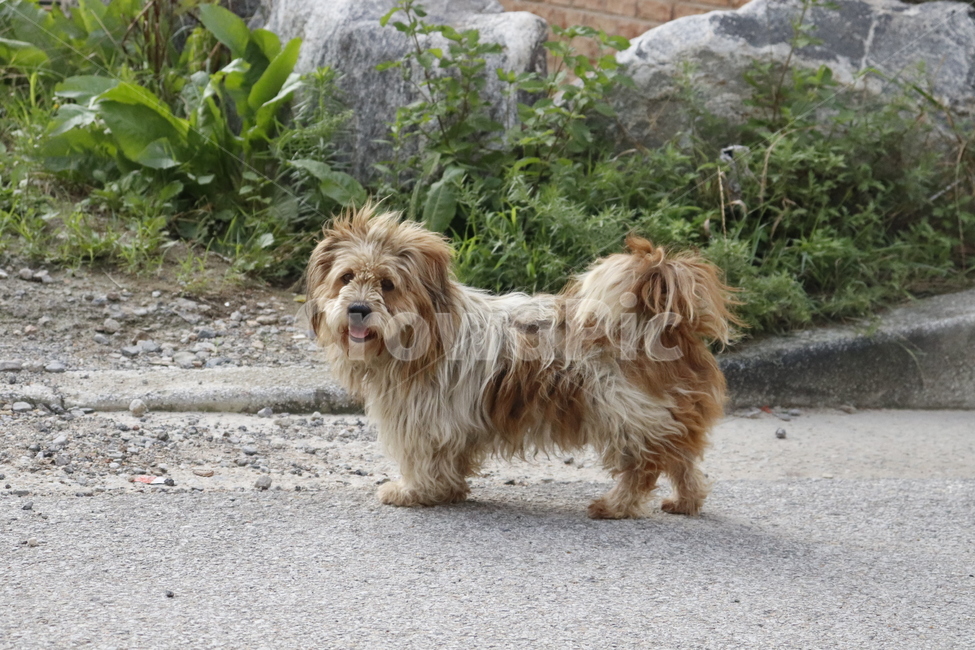 강아지,길강아지,길거리,개,동물,animal,dog,감성,시골