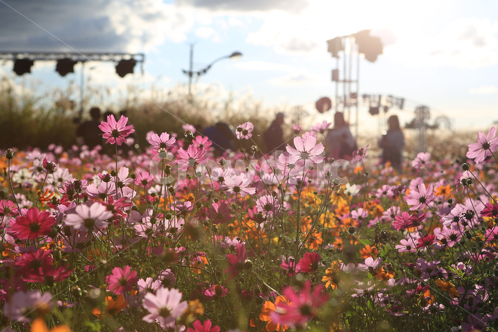 가을,꽃,코스모스,하늘공원,하늘,구름,fall,flower,cosmos,park,sky,cloud,가을,계절,fall,autumn,season,식물,자연,plants,nature,꽃,flower,blossom,petal,꽃잎,plant,geranium,제라늄