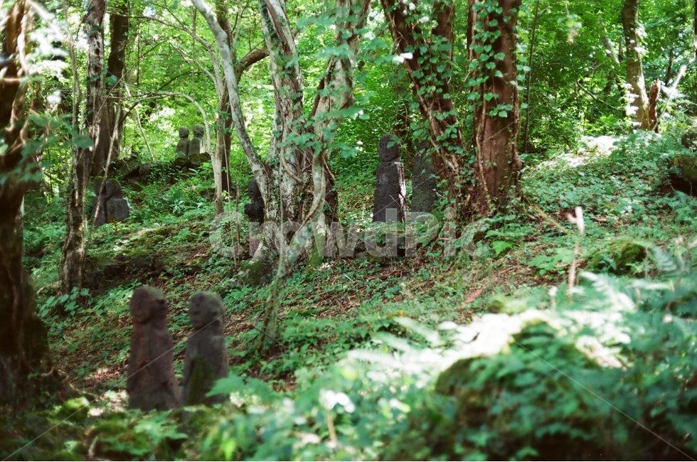 필름,숲,제주,숲속,나무,자연,풍경,nature,landscape,plant,식물