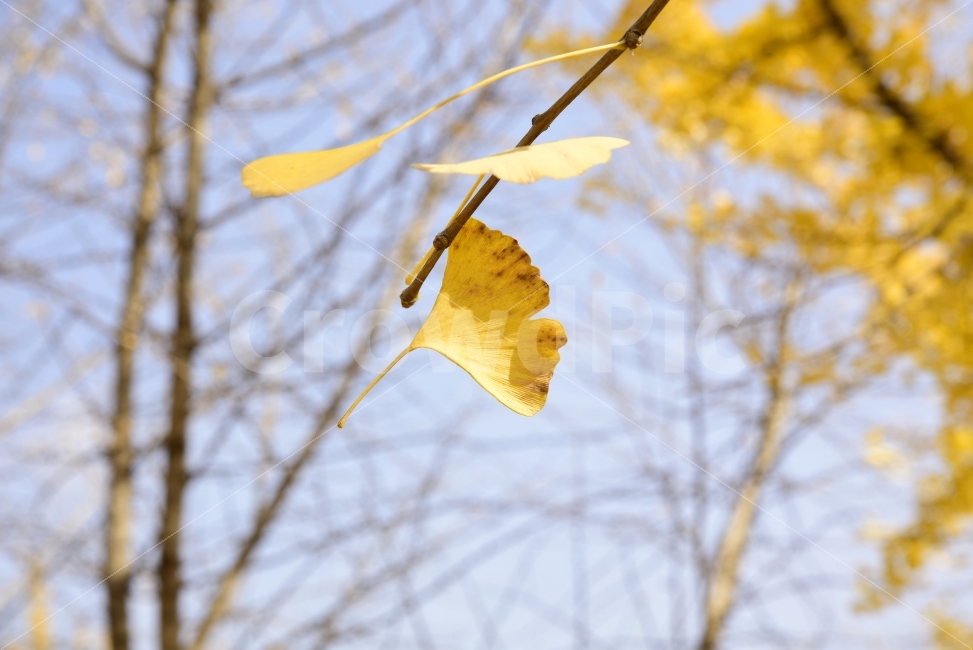 은행나무,나뭇잎,가을,노랑,자연,autumn,yellow,natural,가을,계절,fall,autumn,season,식물,자연,plants,nature,감성,sensible,feeling,leaf,잎,plant,veins,정맥