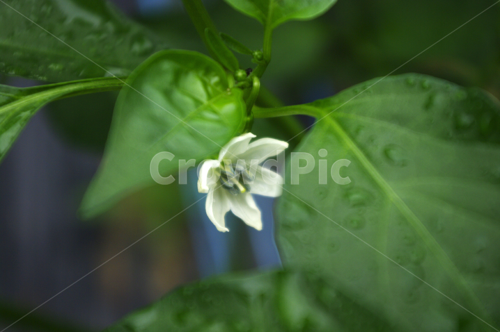 고추꽃,꽃,식물,flower,plant,식물,자연,plants,nature,꽃,flower