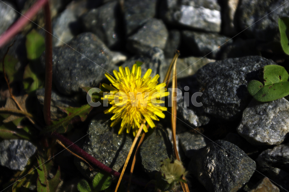 꽃,식물,꽃봉오리,flower,민들레,식물,자연,plants,nature,꽃,flower