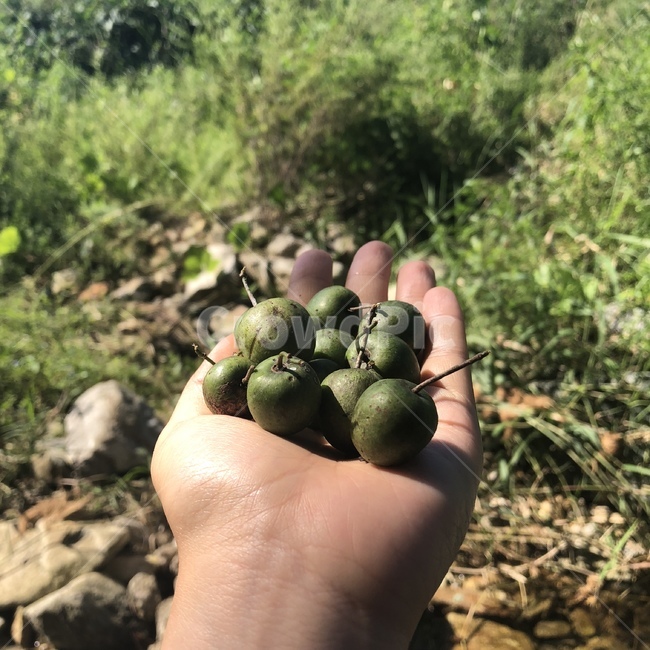 음식,과일,다래,싱싱함,자연,과일,열매,fruit