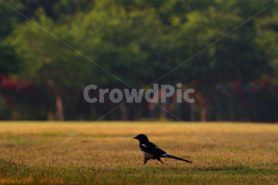 bird,새,animal,동물,자연,동물,animal,조류,새,birds