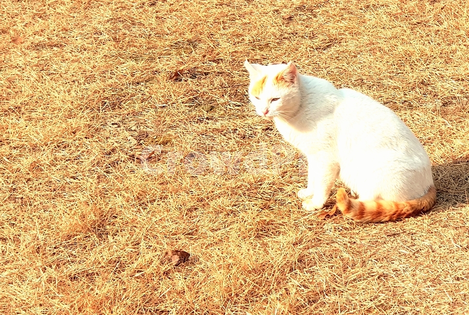 animal,애완동물,동물,pet,고양이,동물,animal,포유류,mammal,고양이,cat,kitten,kitty