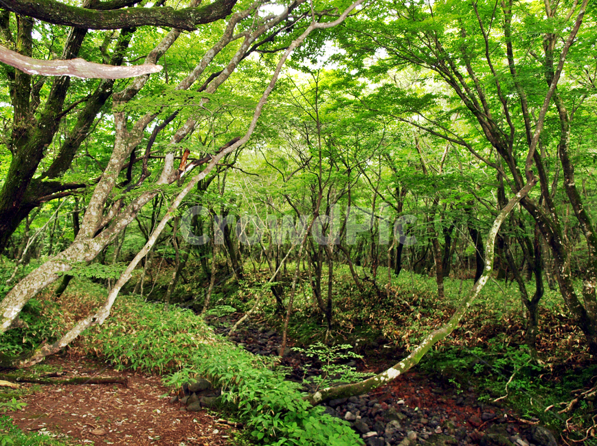 숲,숲길,사려니숲길,제주,자연림,휴양림,힐링,명소,비경,나무,풍경,자연,vegetation,초목,plant,식물,tree,woodland,삼림지,nature,forest,outdoors,옥외,land,땅,grove,작은 숲,jungle,밀림,rainforest,열대 우림