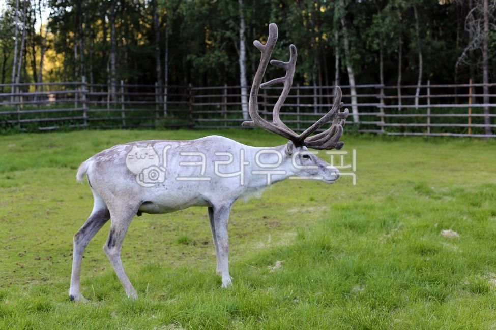 deer,reindeer,Rudolf,horned deer,wild animals,nordic reindeer,deer antlers,finnish reindeer,scandinavia,Finland,rudolph deer,finland,wildlife