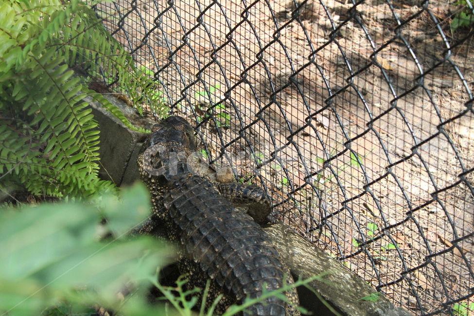 악어,파충류,양서류,동물,crocodile,동물,animal,파충류,양서류,reptile,amphibian