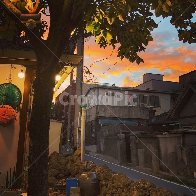 오후,노을,풍경,길,자연,나무,감,열매,가을,주황,오렌지,국내,대한민국,afternoon,sunset,저녁,해질녘,tree,fruit