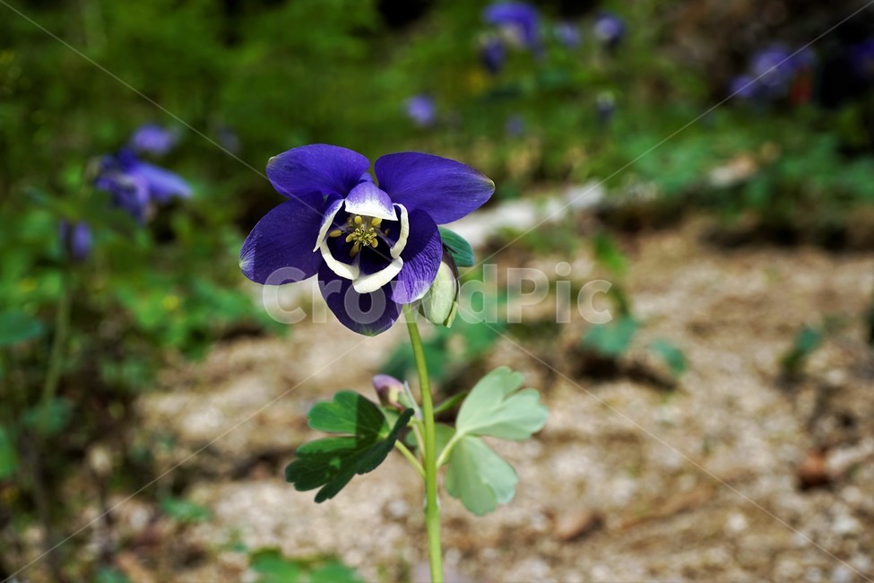 매발톱꽃,꽃,봄,만개,aquilegia,beforeflowering,bud,columbine,green,leaf,nature,plant,spring