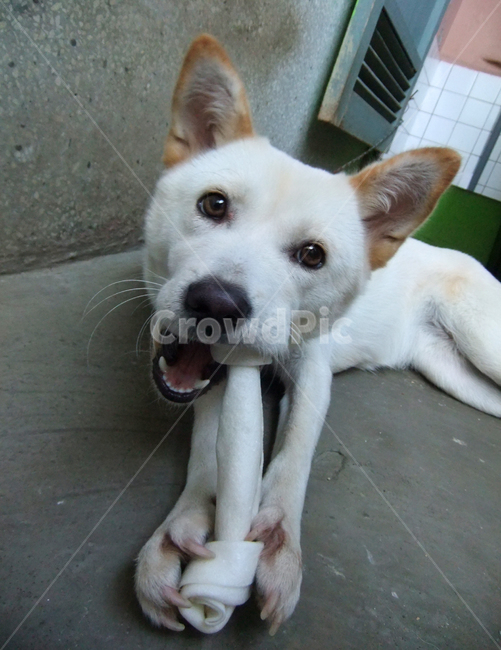 pet,애완동물,mammal,포유류,canine,송곳니,animal,동물,dog,개,강아지,개껌,gum,씹다,백구,진돗개,dogchewinggum,동물,animal,포유류,mammal,개,강아지,dog,doggy