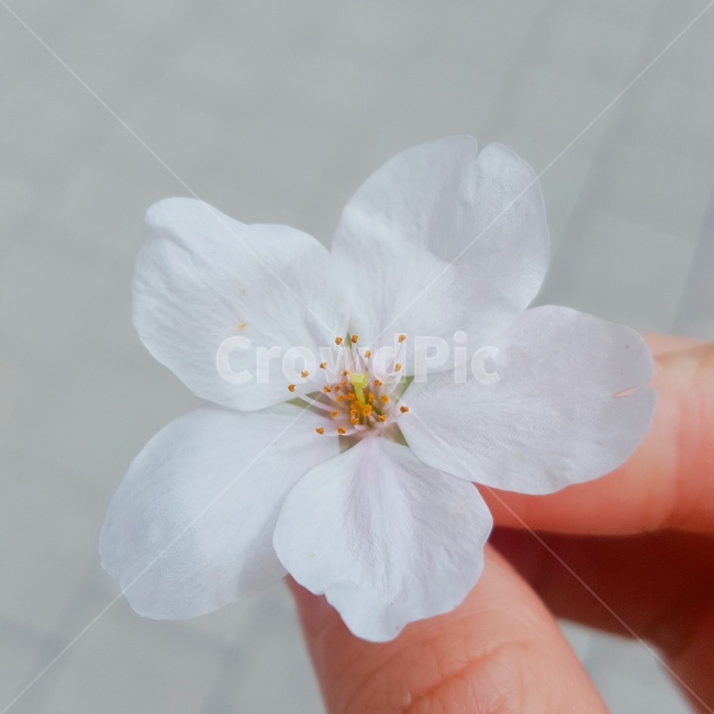 꽃,벚꽃,한송이,봄,꽃한송이,꽃,flower