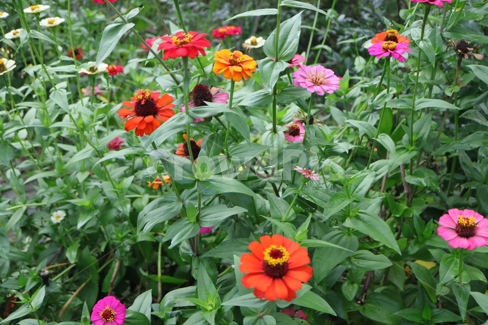 plant,식물,백일홍,꽃밭,zinnia,ninniaelegans,분홍색백일홍,국화과,속씨식물,쌍떡입식물,초롱꽃목,원예종,백일홍군락지