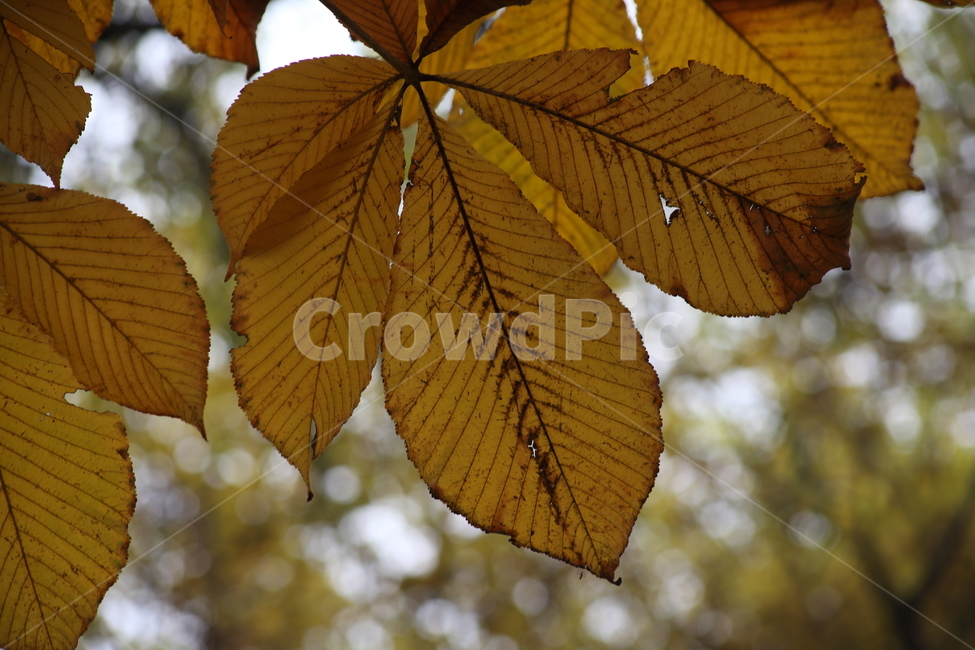 단풍,잎,식물,가을,redleaves,칠엽수,마로니에,가을,계절,fall,autumn,season,식물,자연,plants,nature,veins,정맥