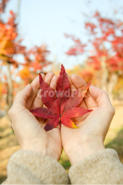 단풍,낙엽,손,가을,자연,아름다운,여성,사람,손가락,여자,숲,나무,공원,빨간,배경,자연스러운,식물,시즌,잎,컨셉,계절,단풍잎,단풍나무,가을,계절,fall,autumn,season,사람,인물,인간,human,person,신체일부,몸,body