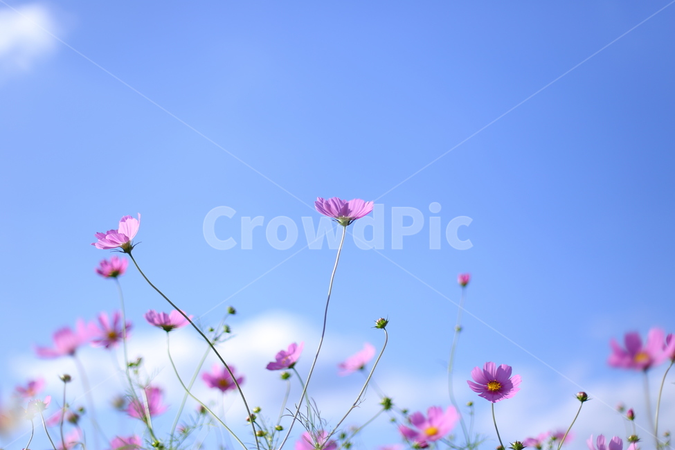 코스모스,가을,꽃,가을꽃,꽃밭,야외,가을풍경,색감,flowers,fall,가을하늘,하늘,구름,sky,가을,계절,fall,autumn,season,식물,자연,plants,nature,꽃,flower,spring,봄