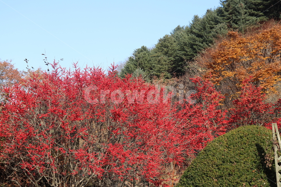 tree,leaf,잎,나무,plant,식물,maple,단풍,산,mountain,단풍나무,단풍잎,가을,autumn