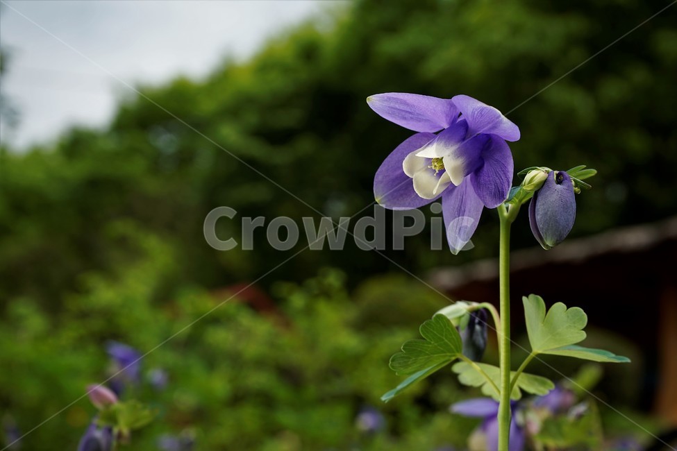 매발톱꽃,꽃,봄,만개,aquilegia,beforeflowering,bud,columbine,green,leaf,nature,plant,spring