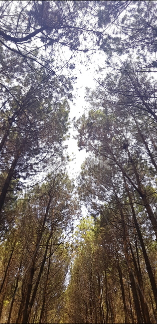 tree,나무,식물,빛,하늘