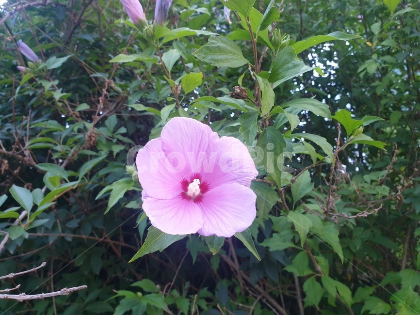 식물,꽃,plant,flower,blossom,무궁화,mugunghwa,선명한,깨끗한,외로운,한송이,자연,nature