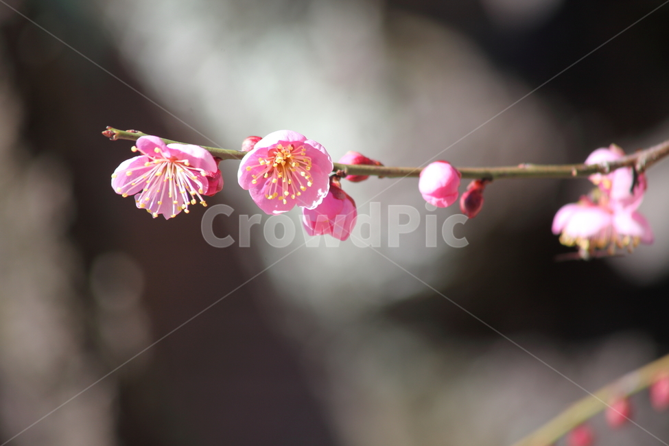 꽃,매화,홍매화,japaneseapricot,봄,식물,자연,plants,nature,꽃,flower
