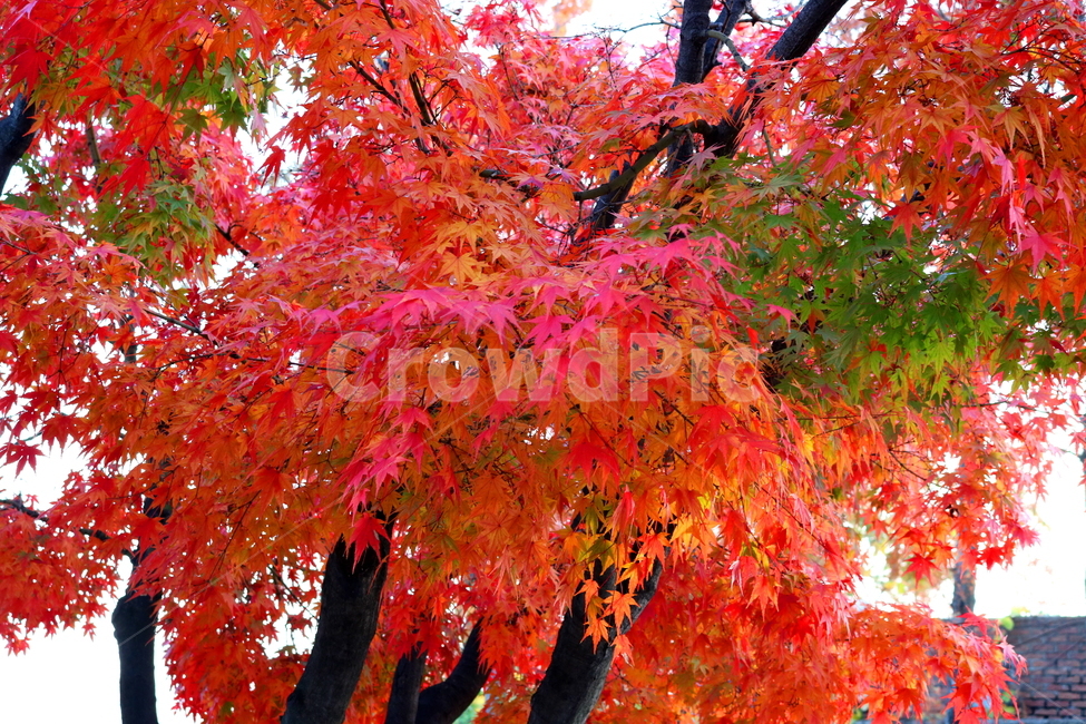 단풍,단풍나무,나무,식물,가을,자연,가을,계절,fall,autumn,season,식물,자연,plants,nature,나무,trees,wood,leaf,잎,plant,tree,maple