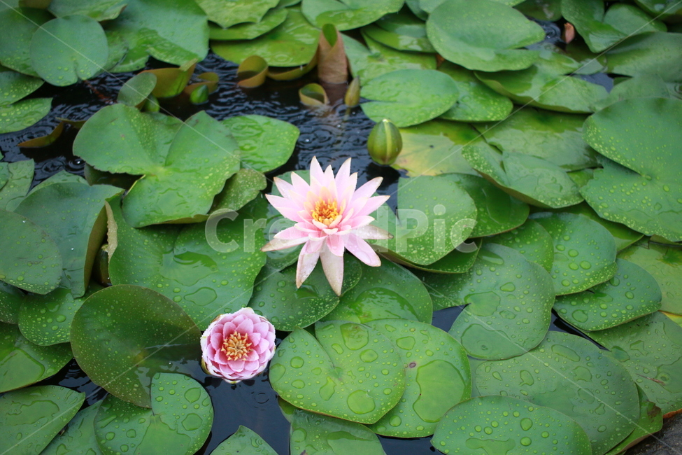 우중출사,장마,비방울,수련,물방울,반동,진동,식물,자연,plants,nature,꽃,flower,비,비오는날,rain,rainy