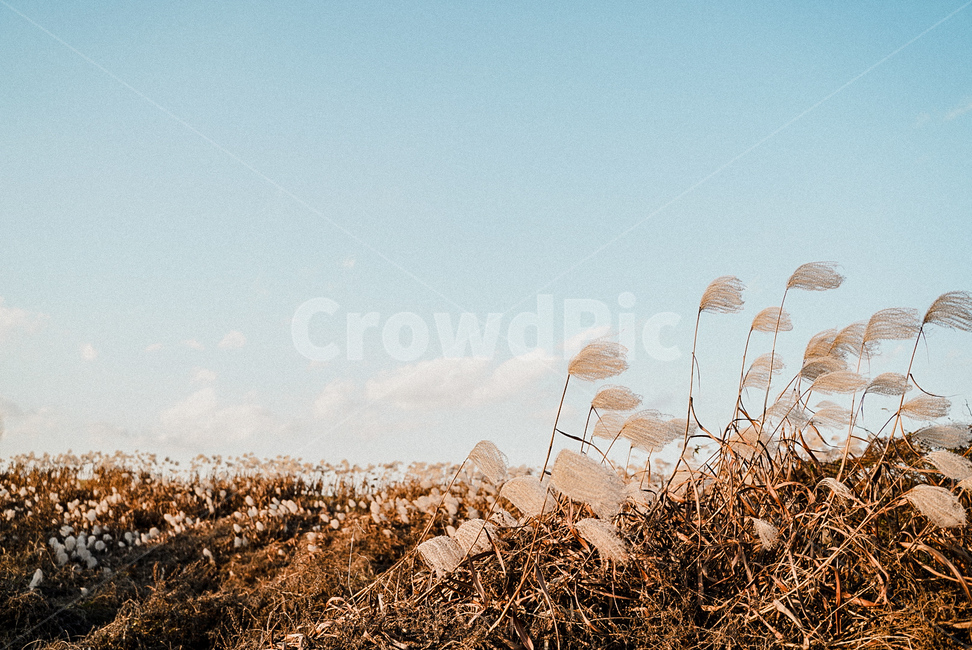 가을,억새,갈대,풍경,자연,하늘,sky,감성,가을,계절,fall,autumn,season