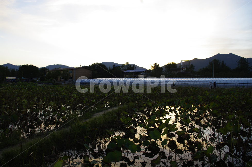 하늘,구름,풍경,연밭,노을,일몰,sunset,자연,풍경,nature,landscape