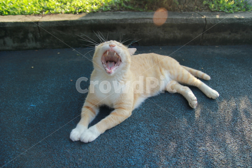 고양이,길고양이,동물,포유류,cat,동물,animal,포유류,mammal,고양이,cat,kitten,kitty