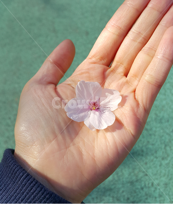 손,벚꽃,봄,꽃,꽃잎,봄,계절,spring,season