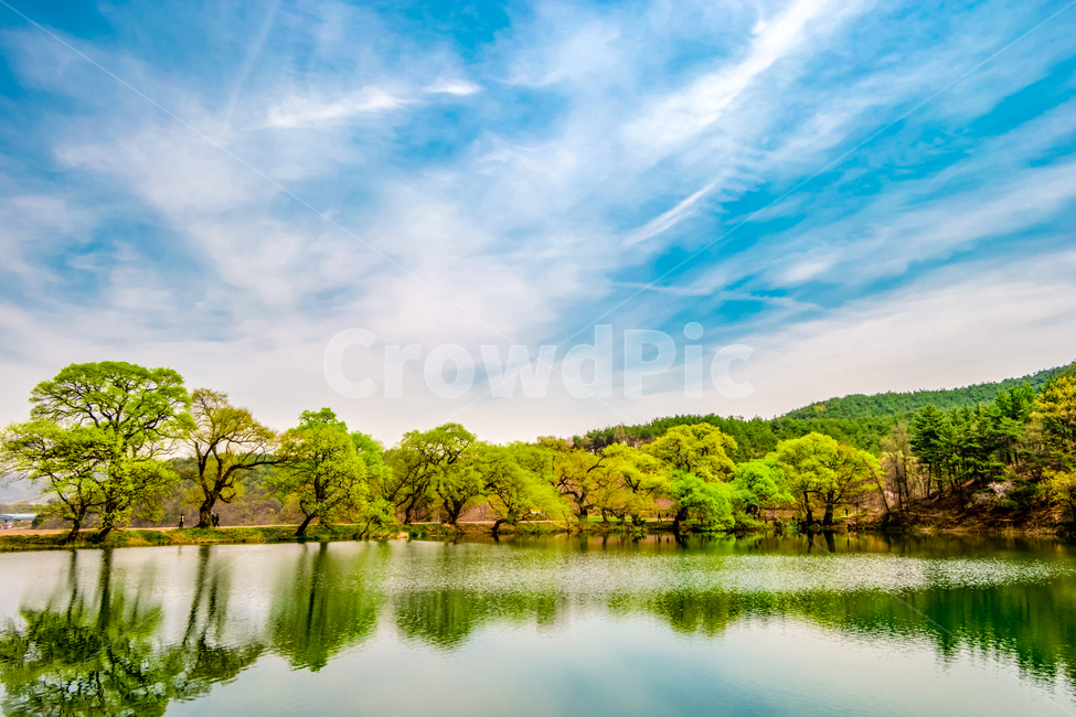 spring,green,Gyeongsangbukdo,tree,Reservoir,Bangokji,Gyeongsan