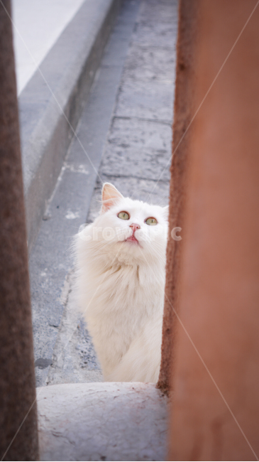 고양이,길냥이,동물,animal,cat,pet,애완동물,핑크,pink,분홍,귀여움,놀람,포유류,동물,animal,포유류,mammal,고양이,cat,kitten,kitty