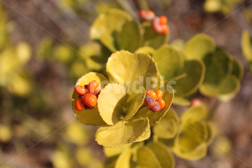 plant,식물,green,fruit,사철나무