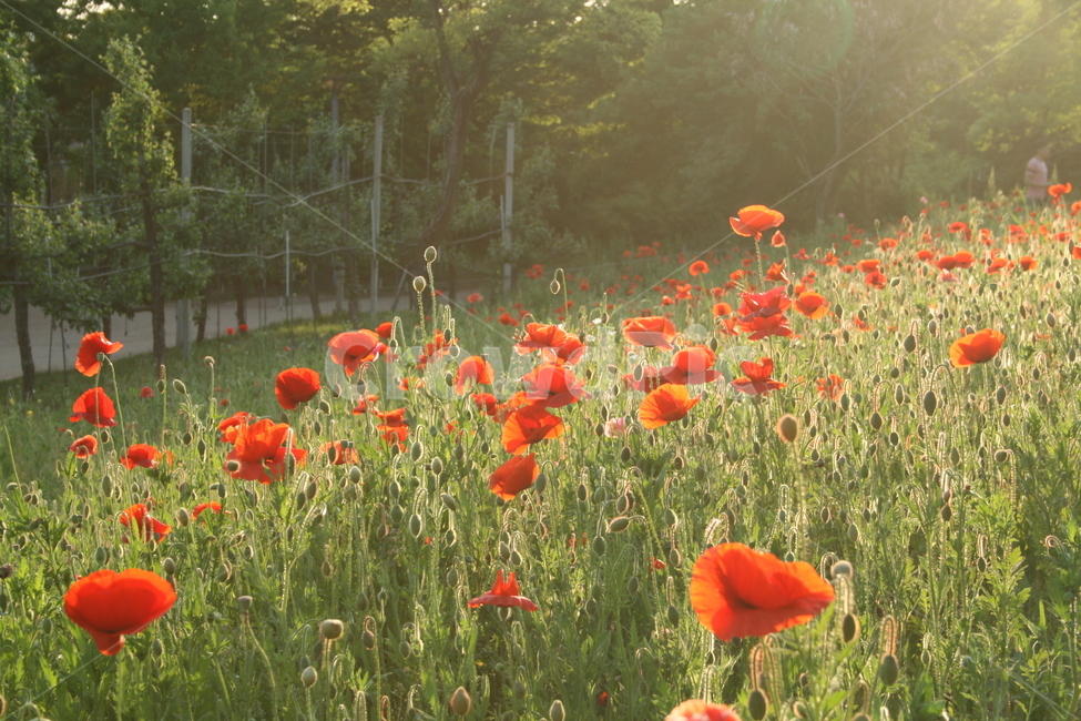 꽃,자연,아름다움,환상,빨강,카페,red,flower,양귀비,초록,봄,spring,황홀