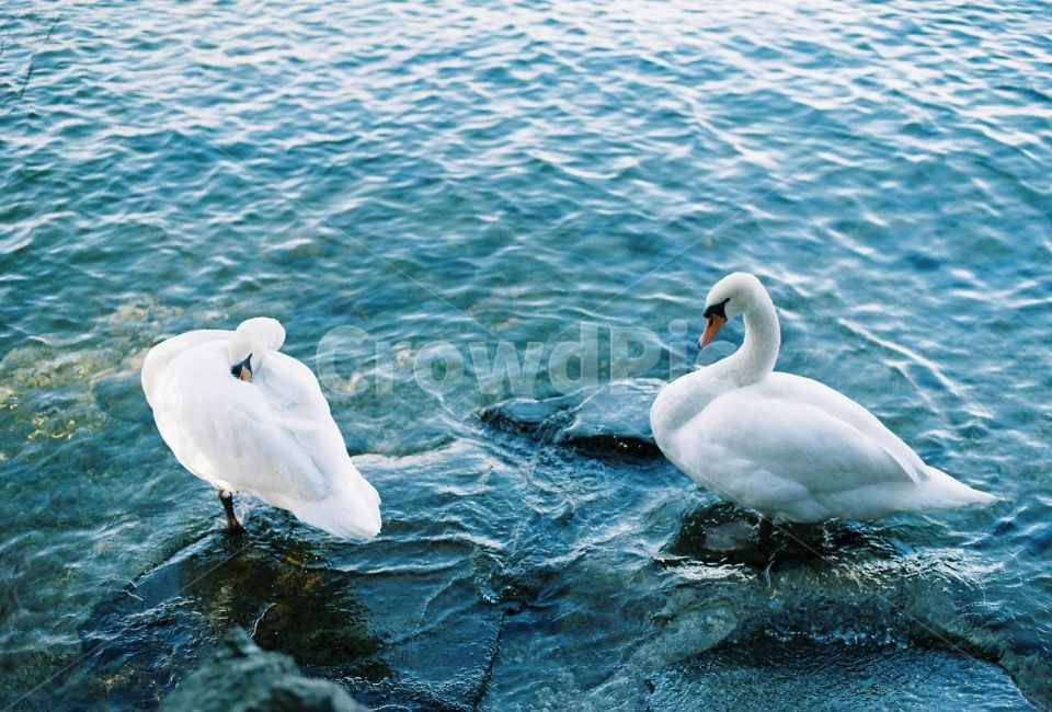 호수,백조,물결,swan,자연,동물,animal,조류,새,birds