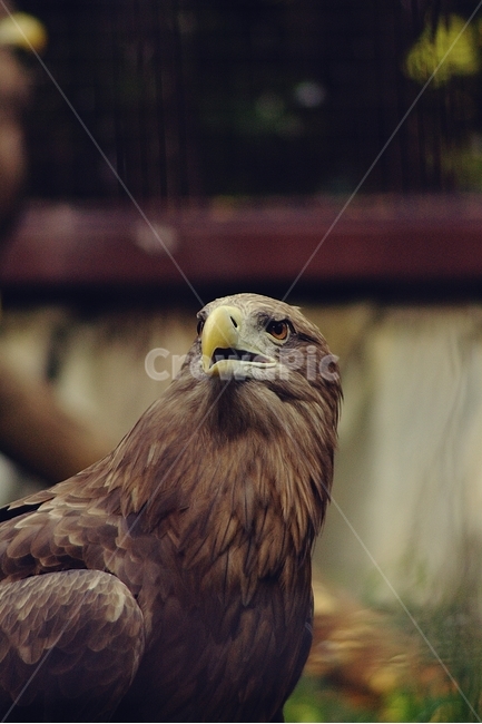 독수리,eagle,새,동물,부리,예리,동물,animal,조류,새,birds