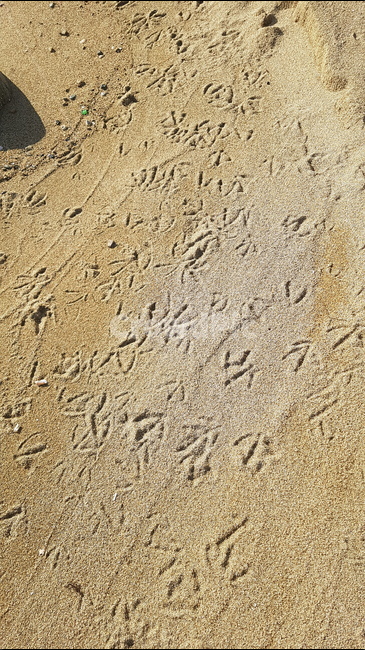 풍경,영덕,바닷가,새발자국,혼돈,해변,바다,beach,sea