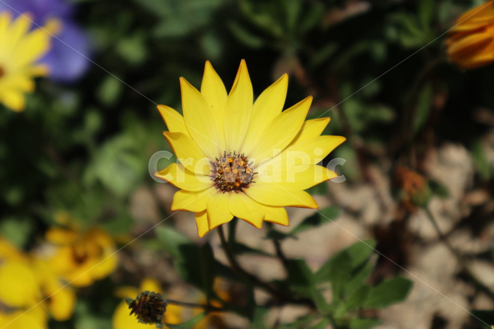 꽃,자연,노랑꽃,flower,봄,식물,자연,plants,nature,꽃,flower