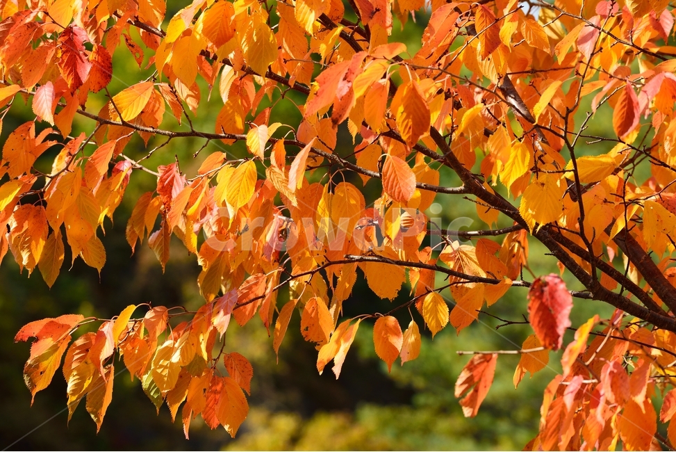 자연,단풍,감성,가을,나뭇잎,leaf,autumn,나무,tree