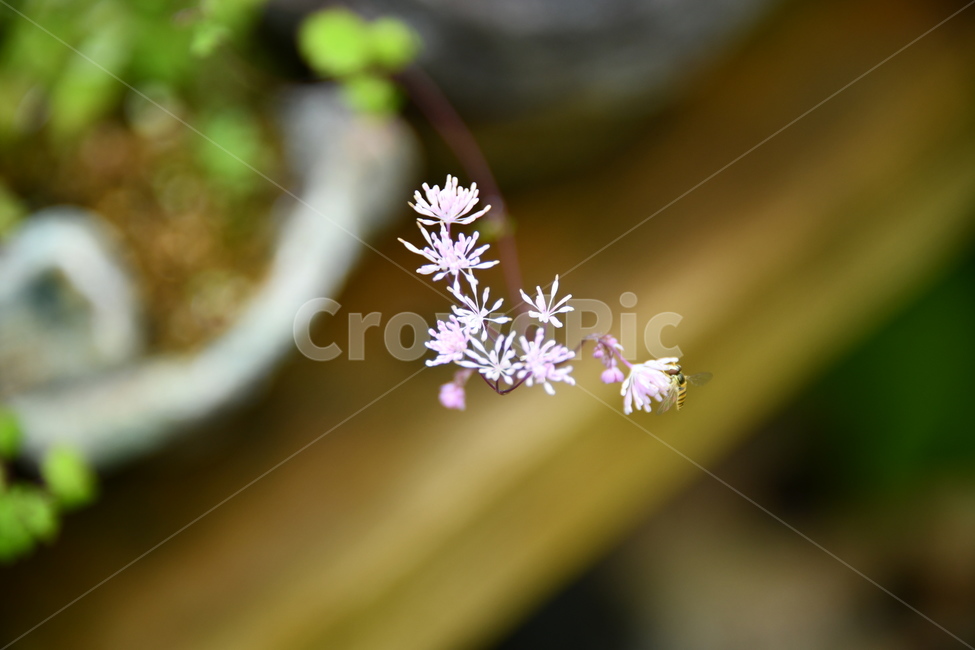 꽃,자연,식물,야생화,nature,flower,감성,feeling,배경,백그라운드,식물,자연,plants,nature,꽃,flower