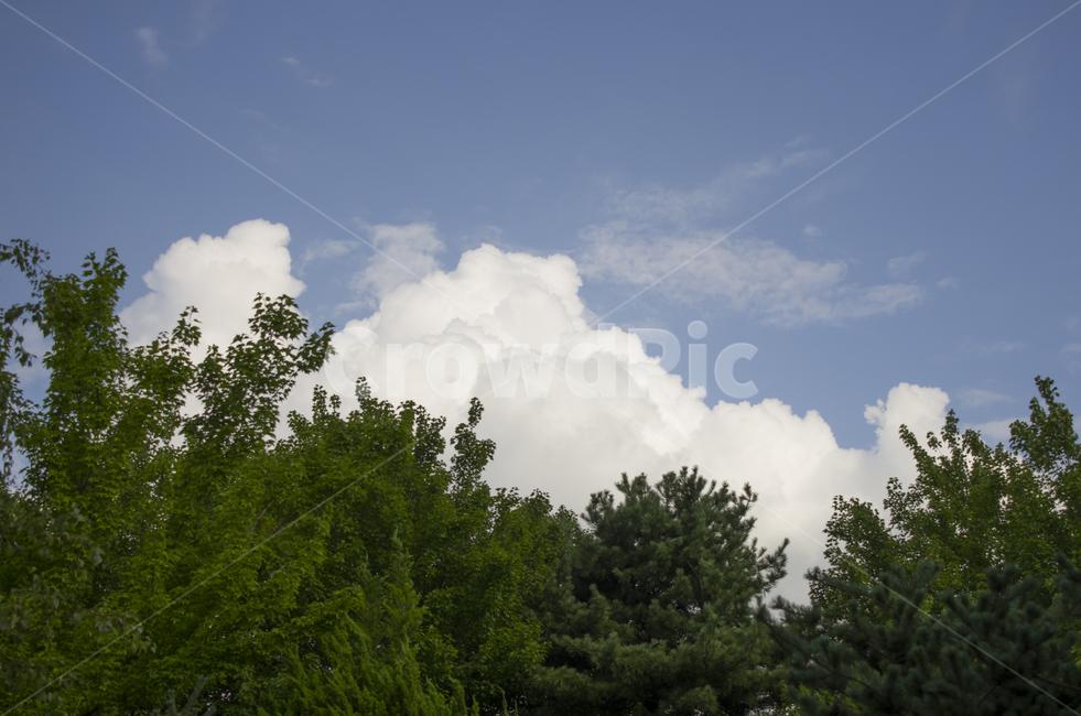 나무,하늘,구름,블루,뭉게구름,흰구름,scene,view,feeling,emotion,nature,landscape,season,풍경,감정,감성,자연,계절,뷰티,tree,cloud,sky,blue,summer,풍경사진,감성사진,정취