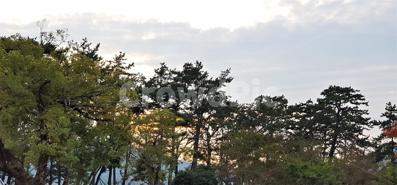 가을,자연,나무,하늘,구름,빛,일몰,저녁놀,해질녁,풍경,감성,trees,green,sky,nature,fall,autumn,식물,자연,풍경,nature,landscape,tree,plant,fir,전나무