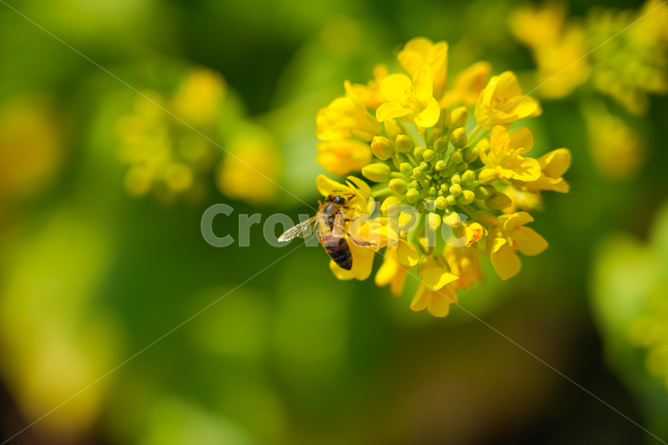 유채꽃,벌,곤충,봄곷,노란꽃,꿀벌,벌레,자연,bee,honeybee,insect