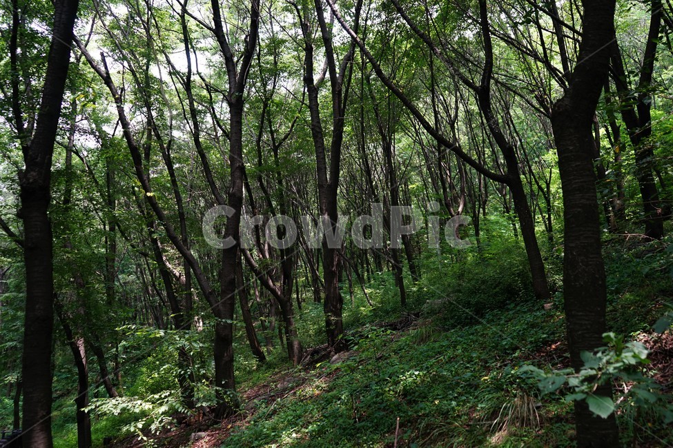 숲,자연,그늘,나무,녹음,녹색,forest,nature,shodow,trees,green,힐링,휴식,시원함,고요함,healing,relaxation,cool,calm,forestbathing,freshness,자연,풍경,nature,landscape,식물,plants,나무,trees,wood,vegetation,초목,plant,woodland,삼림지,land,땅,tree,outdoors,옥외,grove,작은 숲