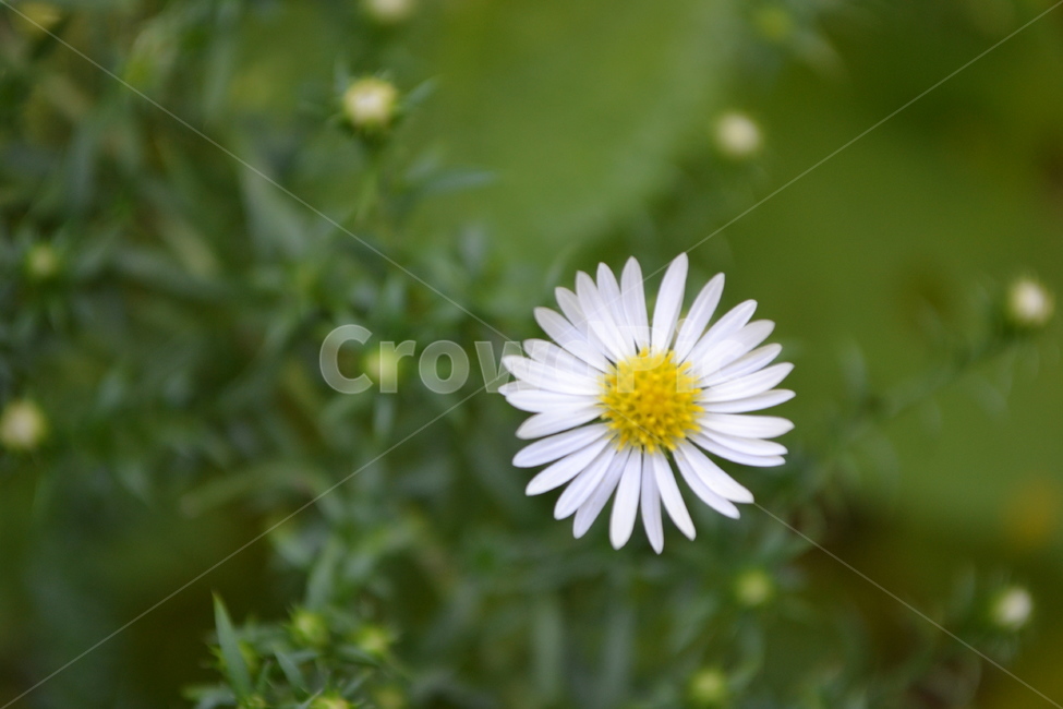 flower,꽃,봄,자연,들꽃,식물,자연,plants,nature,꽃,flower